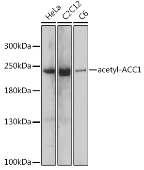 Anti-acetyl-ACC1 Antibody (CAB15606)