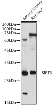 Anti-SIRT3 Antibody [KO Validated] (CAB5718)