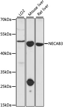 Anti-NECAB3 Antibody (CAB15500)