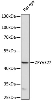 Anti-ZFYVE27 Antibody (CAB15942)