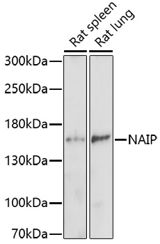 Anti-NAIP Antibody (CAB16924)