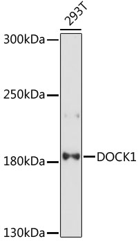 Anti-DOCK1 Antibody (CAB17359)