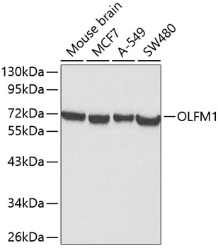 Anti-OLFM1 Antibody (CAB0261)