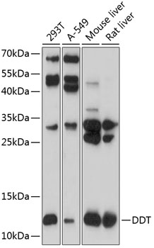 Anti-DDT Polyclonal Antibody (CAB8816)