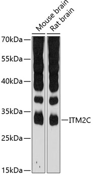 Anti-ITM2C Antibody (CAB12675)