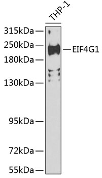 Anti-EIF4G1 Antibody (CAB7552)