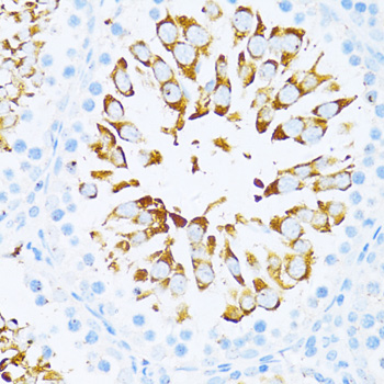 Anti-ENHO Antibody