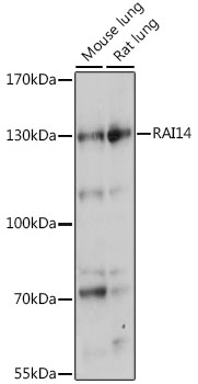 Anti-RAI14 Antibody (CAB15811)