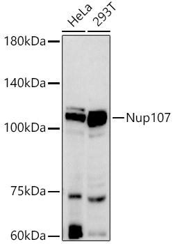 Western blot analysis of extracts of various cell lines, using Nup107 antibody at 1:500 dilution. Secondary antibody: HRP Goat Anti-Rabbit IgG (H+L) at 1:10000 dilution. Lysates/proteins: 25ug per lane. Blocking buffer: 3% nonfat dry milk in TBST. Detection: ECL Basic Kit. Exposure time: 60s.