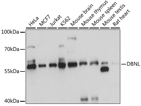 Anti-DBNL Antibody (CAB13751)