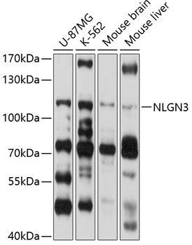 Anti-NLGN3 Antibody (CAB10310)