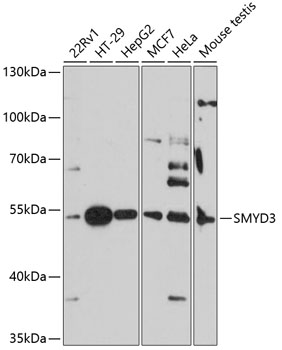 Anti-SMYD3 Antibody (CAB14516)