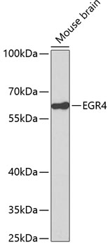 Anti-EGR4 Antibody (CAB2910)