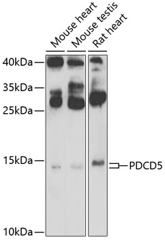 Anti-PDCD5 Antibody (CAB7298)