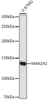 Western blot analysis of extracts of U-87MG cells, using MAN2A2 antibody at 1:1000 dilution. Secondary antibody: HRP Goat Anti-Rabbit IgG (H+L) at 1:10000 dilution. Lysates/proteins: 25ug per lane. Blocking buffer: 3% nonfat dry milk in TBST. Detection: ECL Basic Kit. Exposure time: 180s.