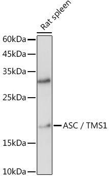 Anti-ASC / TMS1 Antibody (CAB1170)
