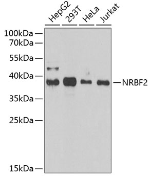Anti-NRBF2 Antibody (CAB13422)