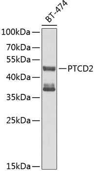 Anti-PTCD2 Polyclonal Antibody (CAB9982)