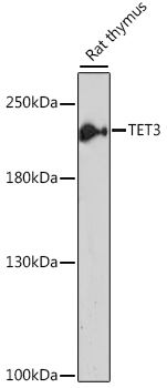 Anti-TET3 Antibody (CAB7612)