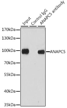 Anti-ANAPC5 Antibody (CAB7109)