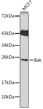 Anti-Bak Antibody (CAB13281)