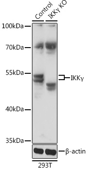 Anti-IKKGamma Antibody [KO Validated] (CAB12536)