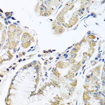 Anti-IFNL3 Antibody (CAB12908)