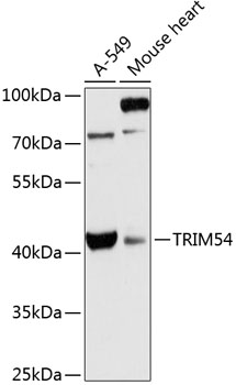 Anti-TRIM54 Antibody (CAB13111)