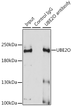 Anti-UBE2O Antibody [KO Validated] (CAB10036)