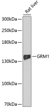 Anti-GRM1 Antibody (CAB11094)