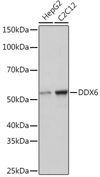 Anti-DDX6 Antibody (CAB9634)