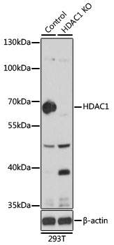 Anti-HDAC1 Antibody [KO Validated] (CAB0238)