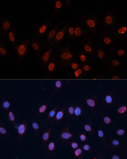 Anti-HNRNPU Antibody (CAB3917)