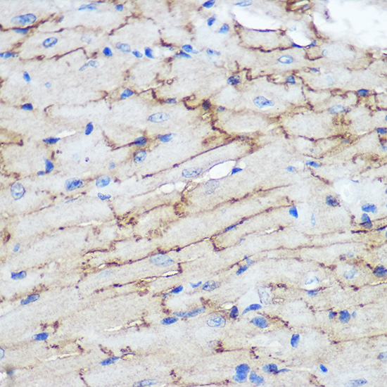 Anti-GJA1 Antibody (CAB11752)