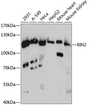 Anti-RIN2 Antibody (CAB13798)