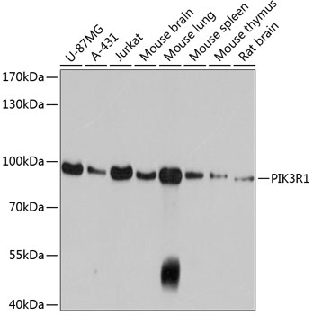 Anti-PI3 Kinase p85 alpha Mouse Monoclonal Antibody (CAB18640)