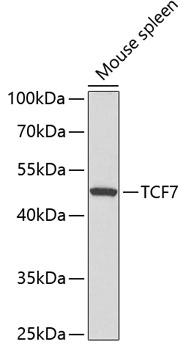 Anti-TCF7 Antibody (CAB3091)