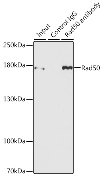 Anti-Rad50 Antibody (CAB3078)