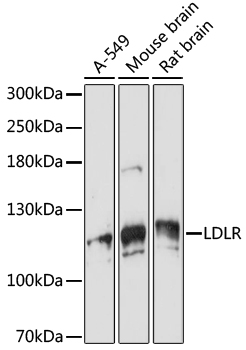 Anti-VPS18 Antibody (CAB16654)