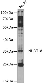 Anti-NUDT18 Polyclonal Antibody (CAB8514)