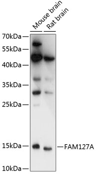 Anti-FAM127A Antibody (CAB14816)