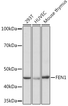 Anti-FEN1 Antibody (CAB8999)