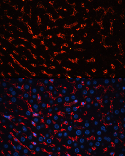 Anti-Albumin Antibody (CAB0353)