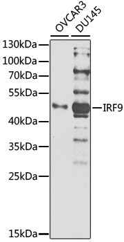 Anti-IRF9 Antibody (CAB1004)