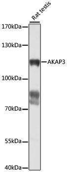 Anti-AKAP3 Antibody (CAB16484)