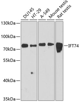 Anti-IFT74 Antibody (CAB12672)