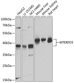 Anti-MTERFD3 Polyclonal Antibody (CAB8518)
