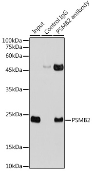 Anti-PSMB2 Antibody (CAB13630)