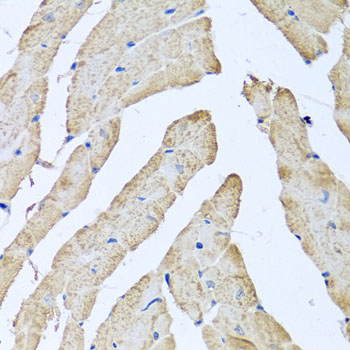 Anti-ATAD3B Polyclonal Antibody (CAB8268)