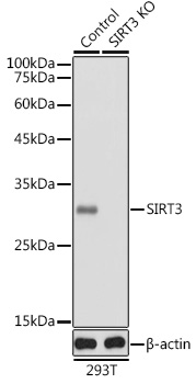 Anti-SIRT3 Antibody [KO Validated] (CAB5718)